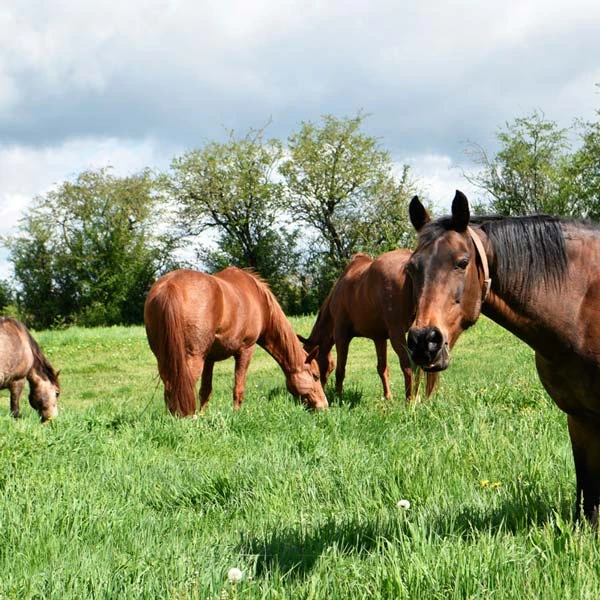 Pension pour chevaux à Gannat, Allier